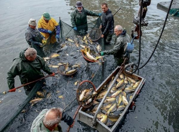 Karp – najwuspěšniši łužiski migrant w USA